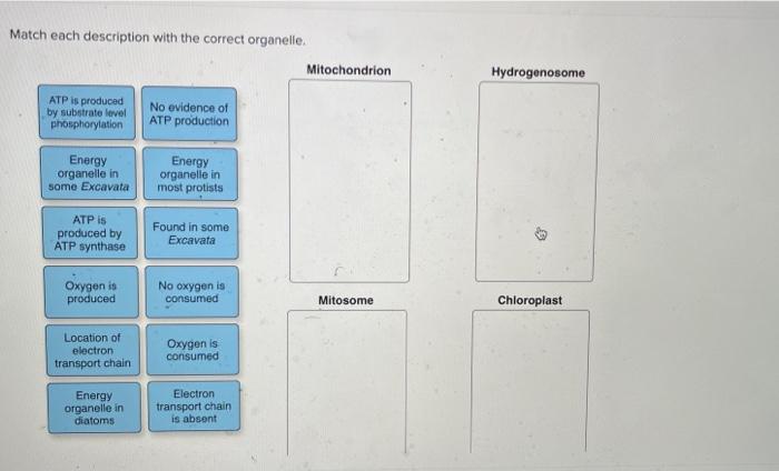 Match each description with the correct organelle.