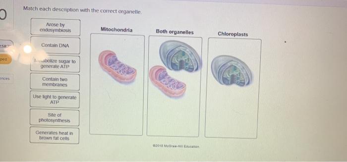 Match each description with the correct organelle.