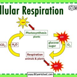 Photosynthesis vs respiration worksheet answer key