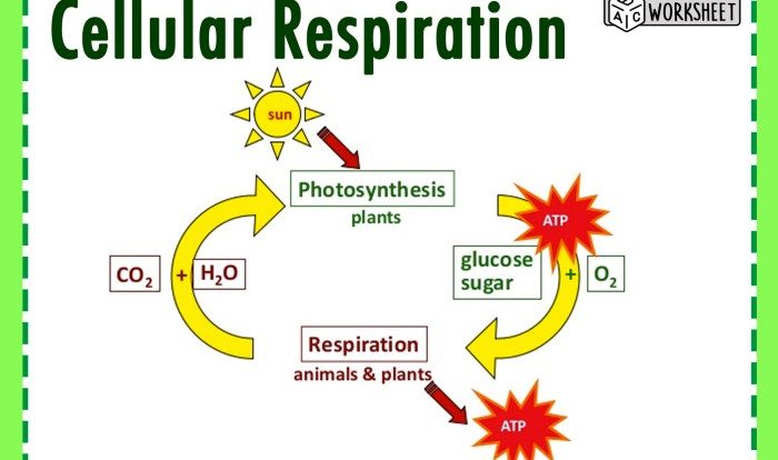 Photosynthesis vs respiration worksheet answer key