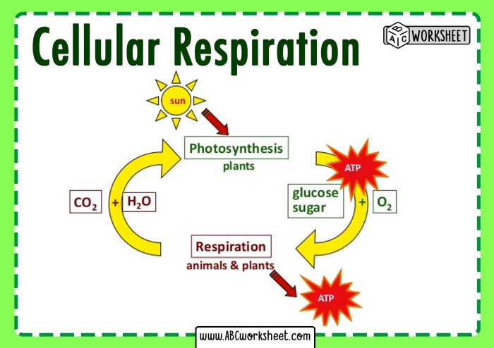 Photosynthesis vs respiration worksheet answer key