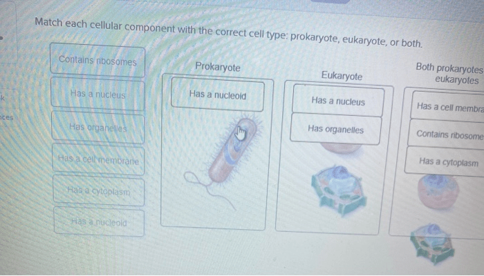 Match each description organelles cell